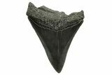 Serrated, Megalodon Tooth - South Carolina #375978-1